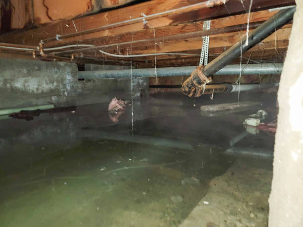 Best Professional water damage repair  in Belmont, MS